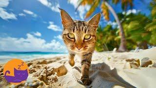 Relaxing Music for Cats - Calm, Sleep, and Well-being