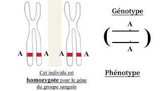 VOCABULAIRE DE GENETIQUE