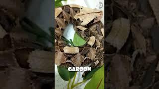 The Gaboon Viper  is the World's Fastest-Striking Snake 