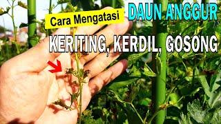 Cara Mengatasi Daun Anggur Gosong, Kerdil, Kecil, Keriting atau Mengkerut karena Overdosis Pupuk POC