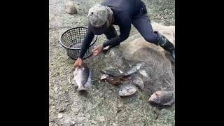 wow , i catch lots of fish , Best River fishing by Cast Net