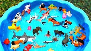 Learn Sea and Wild Animals Pool Show for Children - Colours With Elephant and Cow for Kids