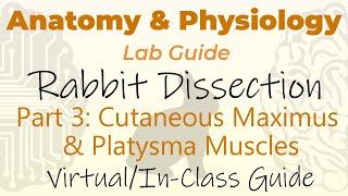 Rabbit Dissection - Part 3 - Finish Skinning The Specimen - Cutaneous Maximus & Platysma Muscles