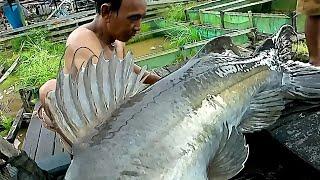 BAUNG MONSTER !! Sungai Kalimantan Habitat nya berbagai jenis baung