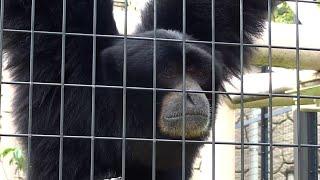The Screaming Monkey -  Siamang Gibbons Howling