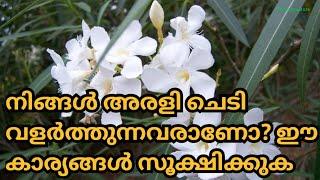 അരളി ചെടി വളർത്തുന്നവർ ശ്രദ്ധിക്കേണ്ട കാര്യങ്ങൾ.#അരളി,#Rainbownature,#flowers,#oleander