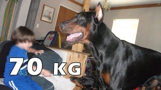 TIPOS DE DOBERMAN, hay uno que es gigante