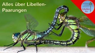 Alles über die Paarungsräder der Libellen