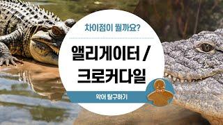 [파충류] 앨리게이터와 크로커다일의 차이점 