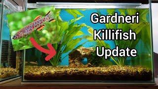 Gardneri killifish tank update