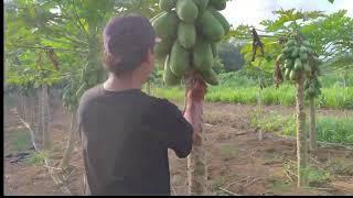 Amazing Papaya California farming #fruit #farmer #agriculture