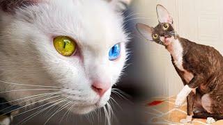 The RAREST CAT BREEDS In The World