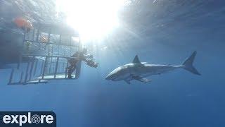 360° Video - Swimming With Great White Sharks