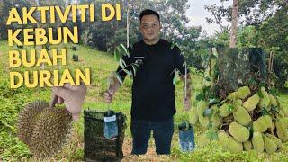 Tanam Pokok Durian Jakport // Tupai King, Munsang King, Duri Hitam ........