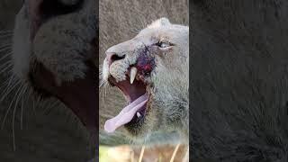 Famous Injured Lion Cub (Nakinya) Making a Recovery