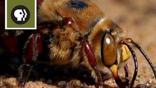 Bee Mating Frenzy Ends in Death