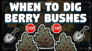 Do Not Dig Up Berry Bushes Close To Home In Don't Starve Together - Don't Starve Together Guide