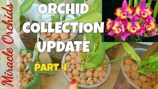 Orchid Collection Update - Part 4  - Sept 2017