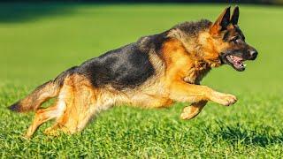 НЕМЕЦКАЯ ОВЧАРКА. Мифы и заблуждения GERMAN SHEPHERD