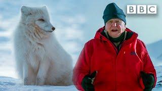 These animals change colour when it snows ️  BBC