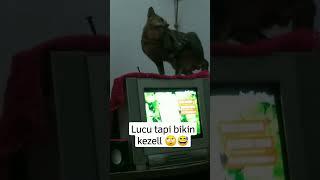 Kucing Banyak Gaya