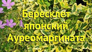 Бересклет японский. Краткий обзор, описание характеристик euonymus japonicus aureomarginatus