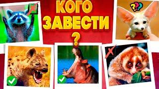 ТОП 10 Необычных Экзотических Животных, Которых Можно Завести Дома