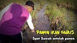 PANEN STRIKE NAJUR DAPAT PULUHAN EKOR IKAN GABUS || SPOT PERSAWAHAN