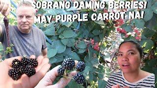 BUHAY AMERIKA: FRESH FROM DA PUNO! DAMING BLACKBERRIES! SIKSIK LIGLIG UMAAPAW!