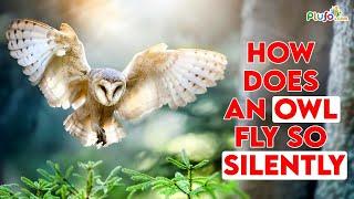 How does an Owl fly so silently? #facts #science #shorts