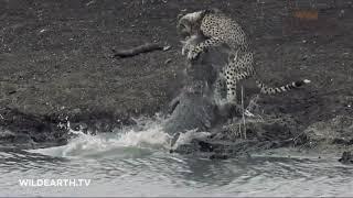 CAUTION:  Crocodile Grabs Young Cheetah Cub! South Africa. #WildEarth.tv  #AndBeyond #Phinda