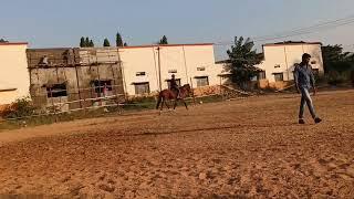 horse  riding in jpnce clge