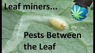LEAF MINERS and How To Prevent and Destroy them - Cannabis