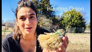 Planting Onion Sets // Tips & Tricks ‍