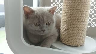 Lila , We Welcome You To The Family "British shorthair Kitten 12 Weeks old