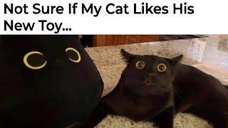 Funny Cat Memes