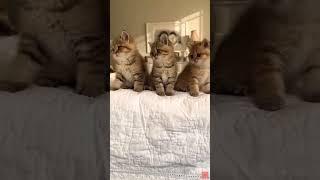 Котики танцуют !!!видео не моё!!!