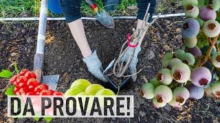 COME COLTIVARE PICCOLI FRUTTI: mirtilli, ribes, uva spina e corniolo