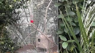 Львів теплиця у Стрийському парку! / Lviv greenhouse in Stryj Park!