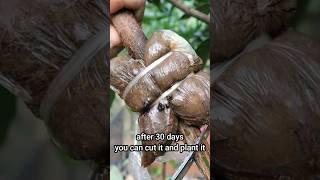 How to air layering mango tree in short video #grafting #graftingexamples #mango #mangotrees