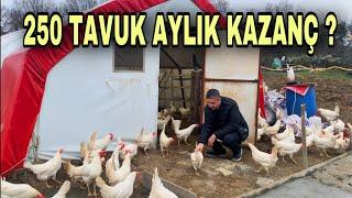 250 TAVUK AYDA KAÇ PARA KAZANDIRIR ? ~ 46.000 ₺ye Kendi İşinin Patronu Ol