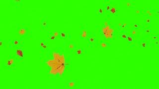 Leaves Flying #1 / Green Screen - Chroma Key