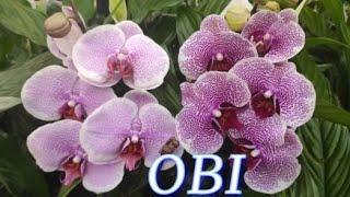 №857/ СВЕЖАЯ поставка РОСКОШНЫХ орхидей в OBI