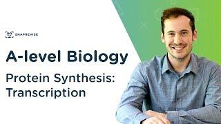 Protein Synthesis: Transcription | A-level Biology | OCR, AQA, Edexcel