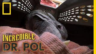 A Giant Rabbit Has An Ear Issue | The Incredible Dr. Pol