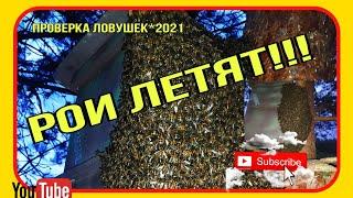 Проверка ловушек. Рои летят!!! 2 июня 2021