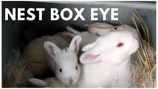 Nest Box Eye: When Baby Rabbits' Eyes Won't Open