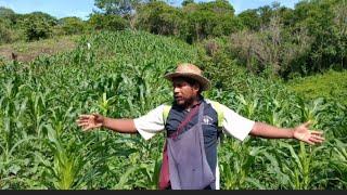 Así controlo plagas de tejones, mapaches y así se cortan los elotes