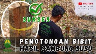 PEMOTONGAN BIBIT HASIL TOP WORKING SAMBUNG SUSU 