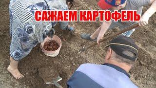 Посадка картофеля